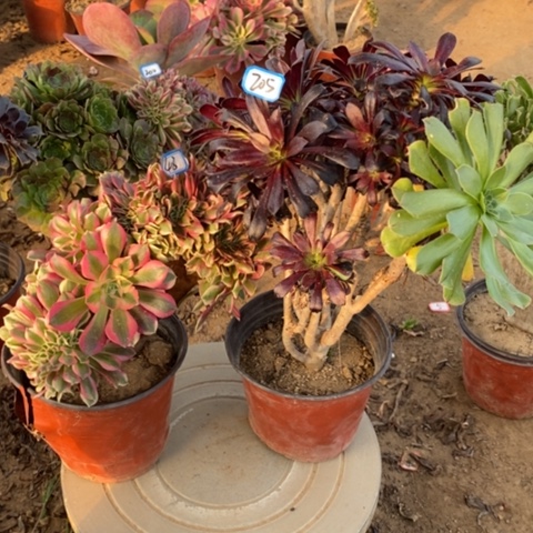 女***姐两颗法师法师一物一拍