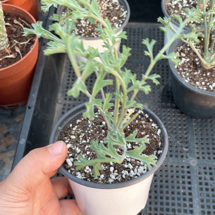 5555鹿茸沉香洋葵