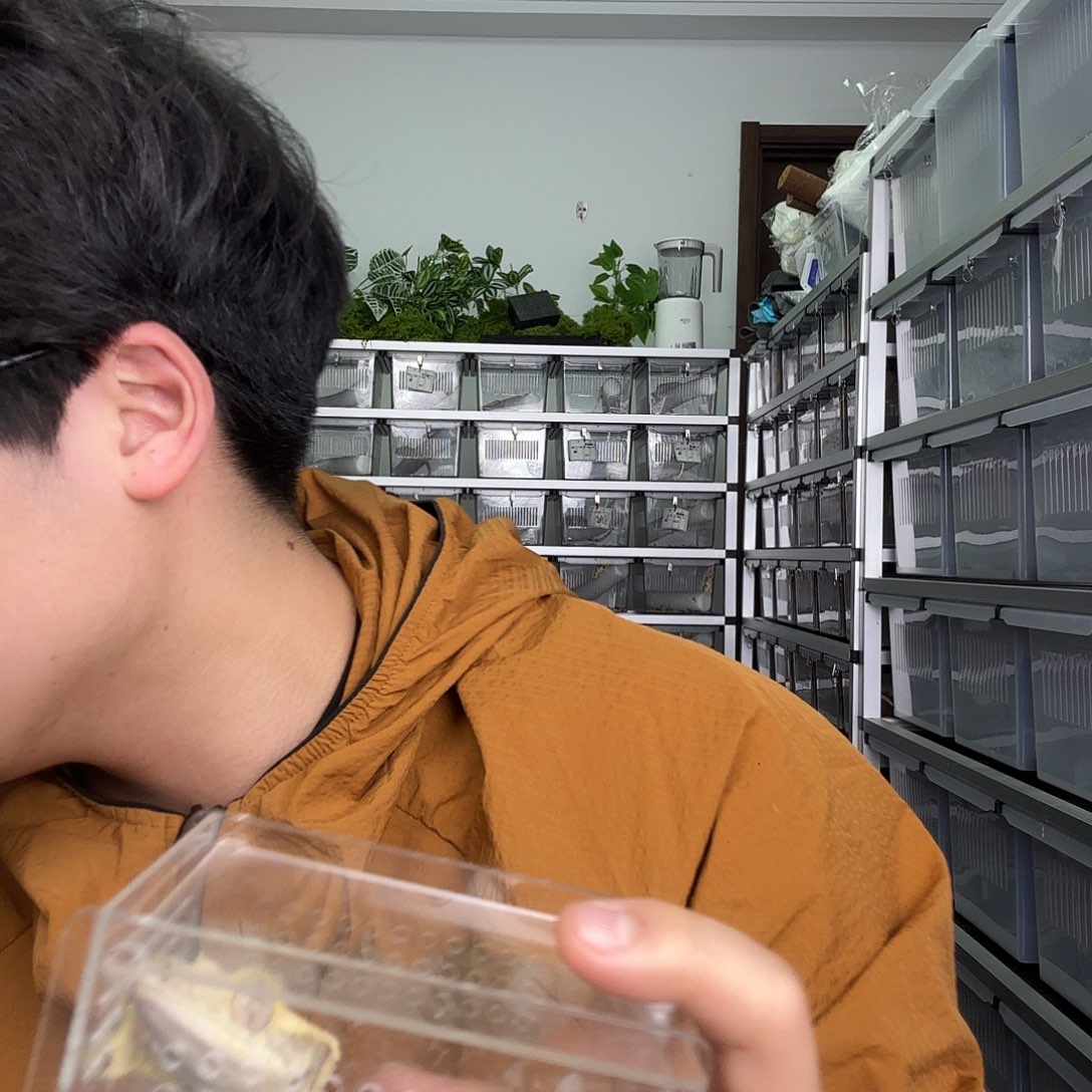 睫角守宫睫角3选1