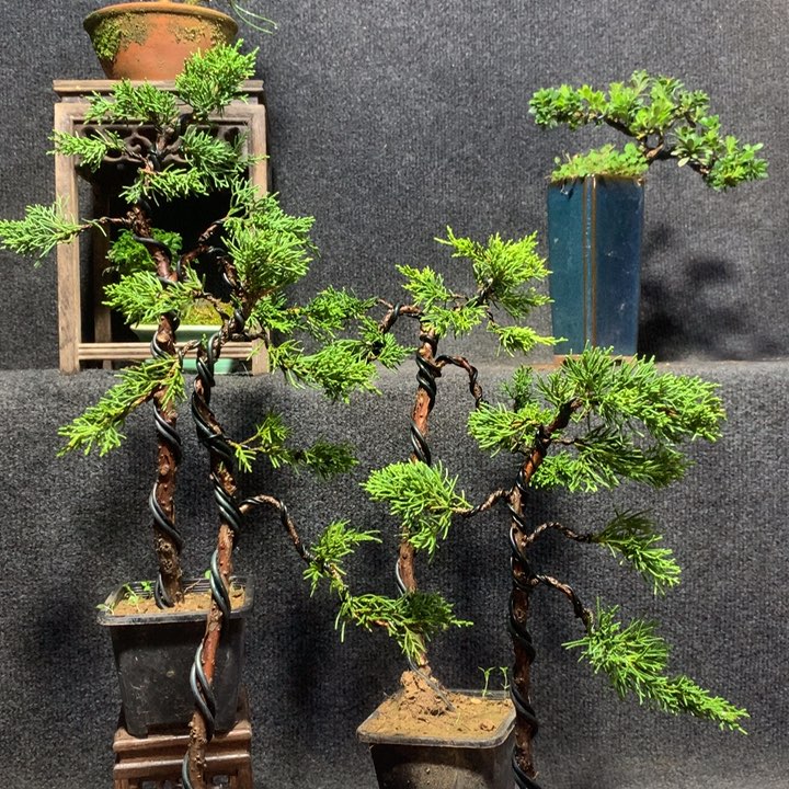 美***子无花朵1111111111111