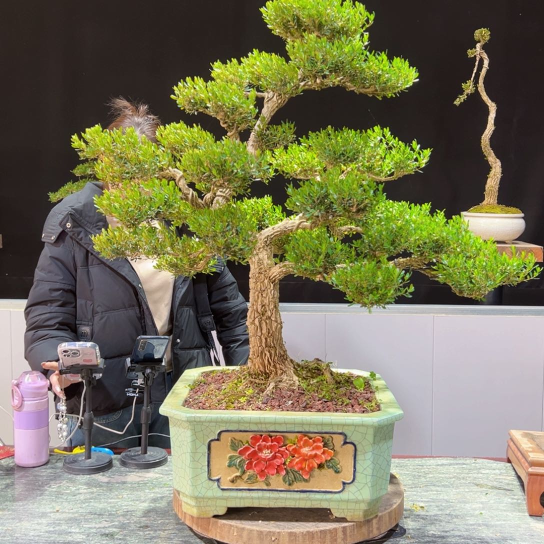 四季常青老桩黄杨盆景