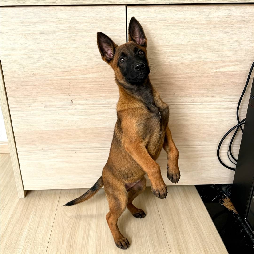 马犬幼犬爆红看家犬活物比利时牧羊犬大型犬工作犬警犬聪明狗狗狗