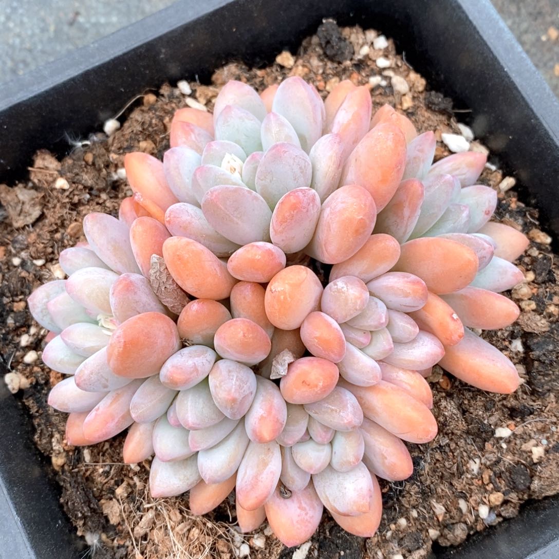 可问品种，下滑链接更多多肉选择自助下单-