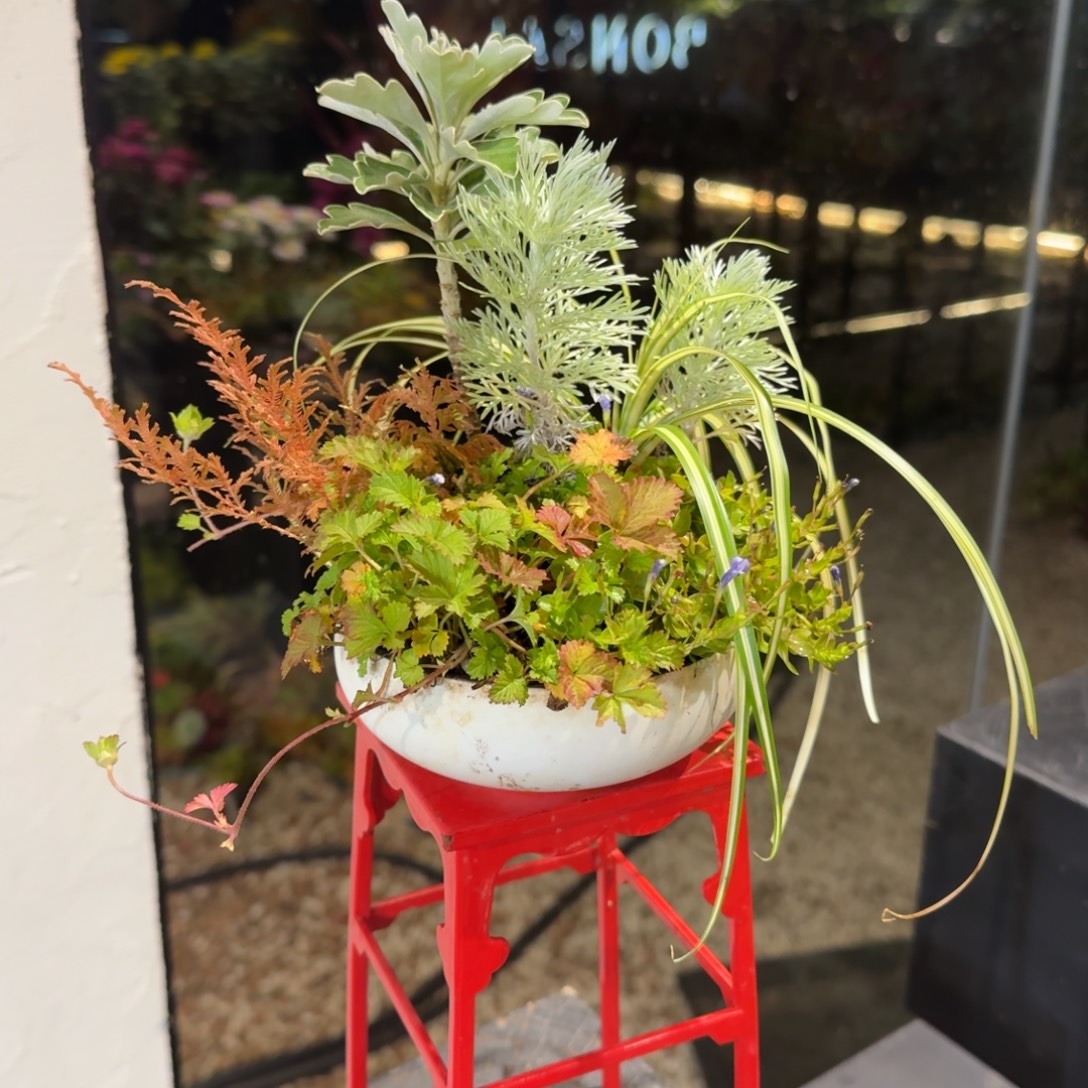 全部花朵山野草陶盆