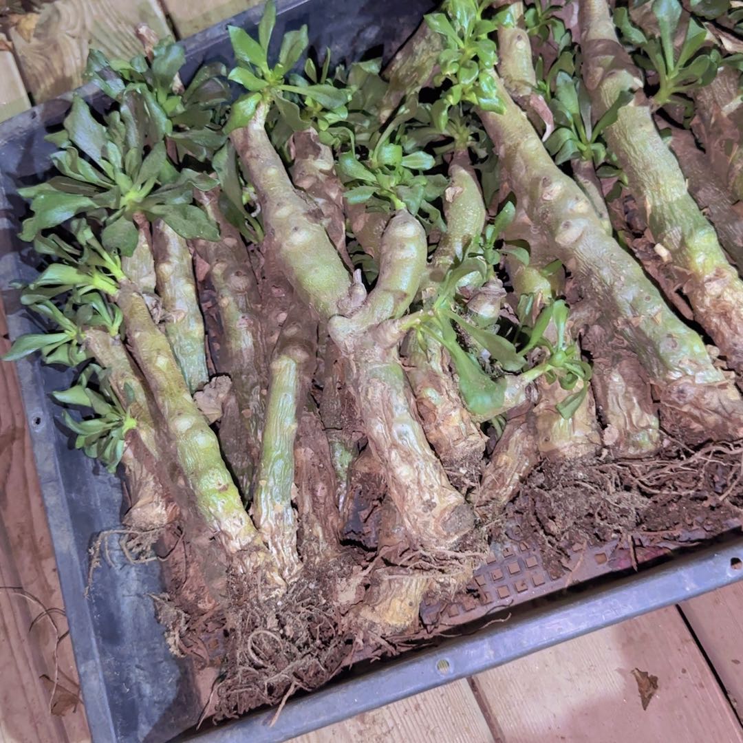 块根植物块根植物