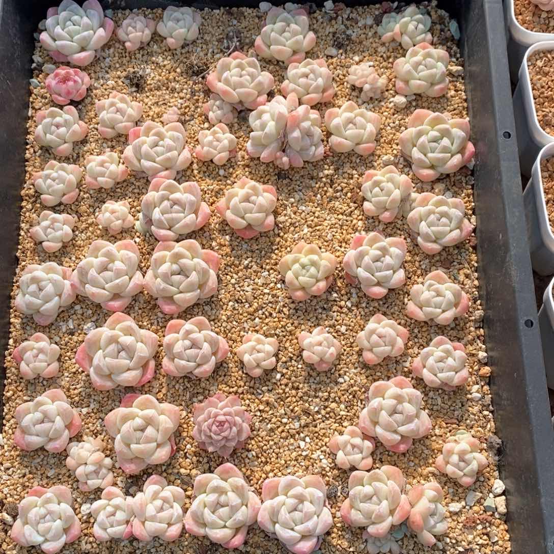 财****宠糟品多肉一物一拍不包整