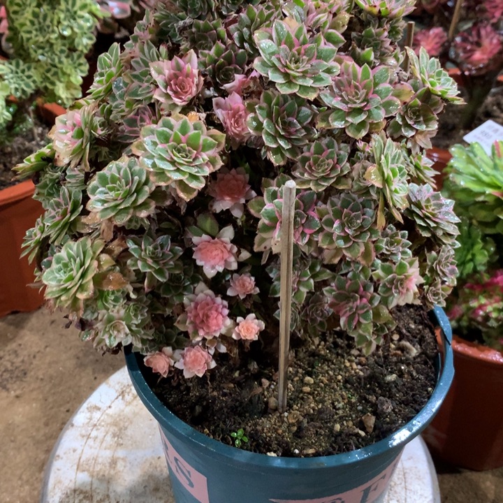 黑***咪274孔雀翎多肉植物特价