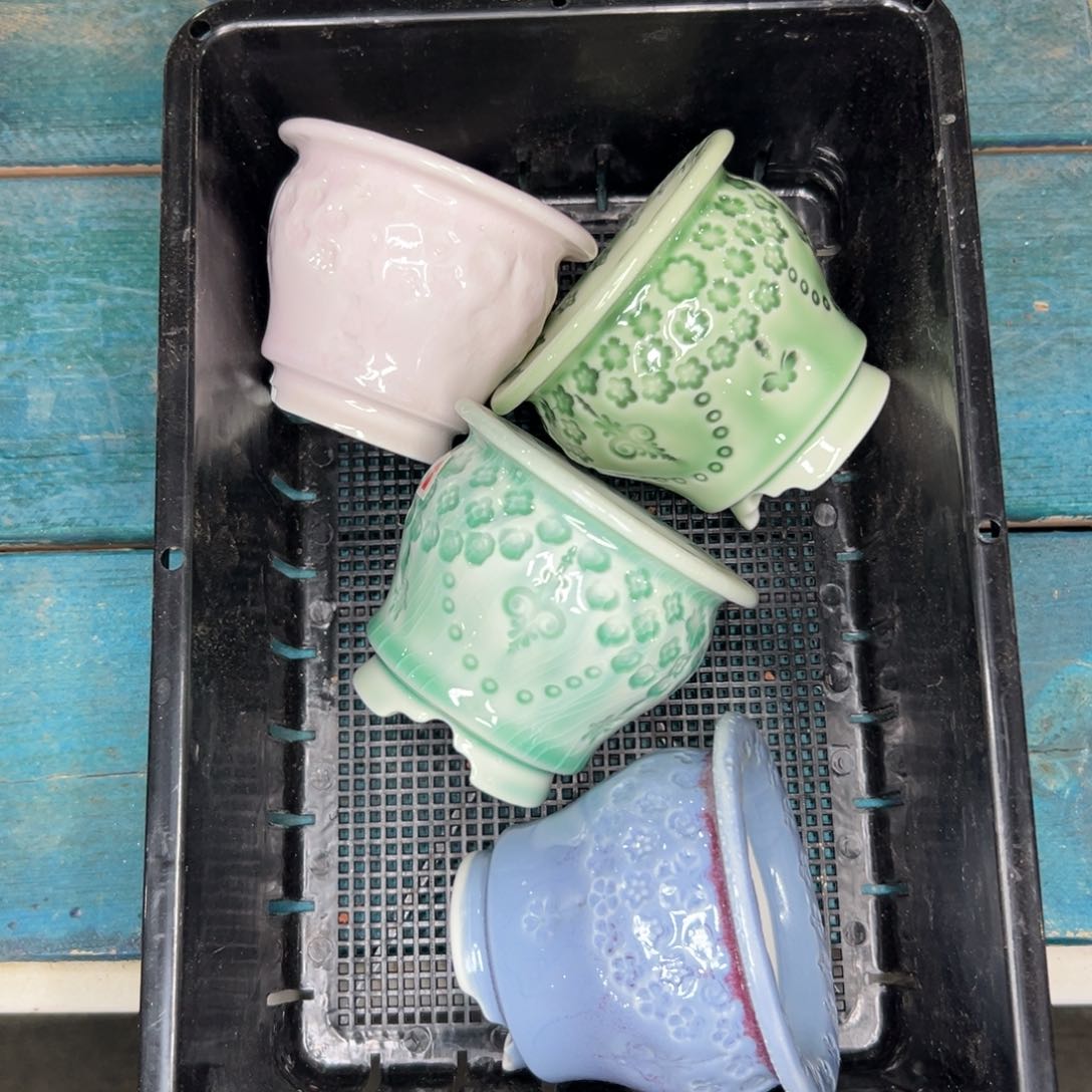 多肉精选编号0115.221