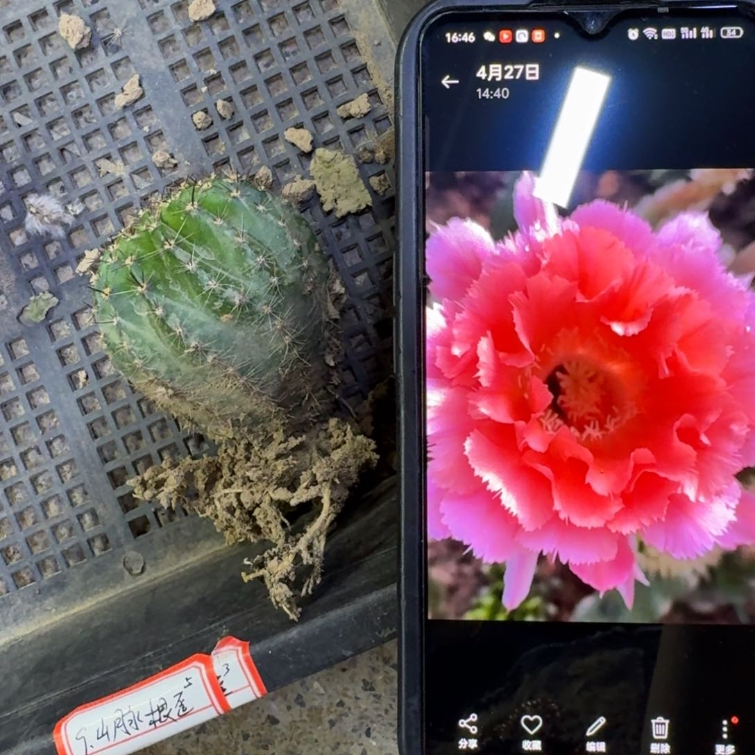 21彩草山脉根5公分左右脱土发货，20包邮