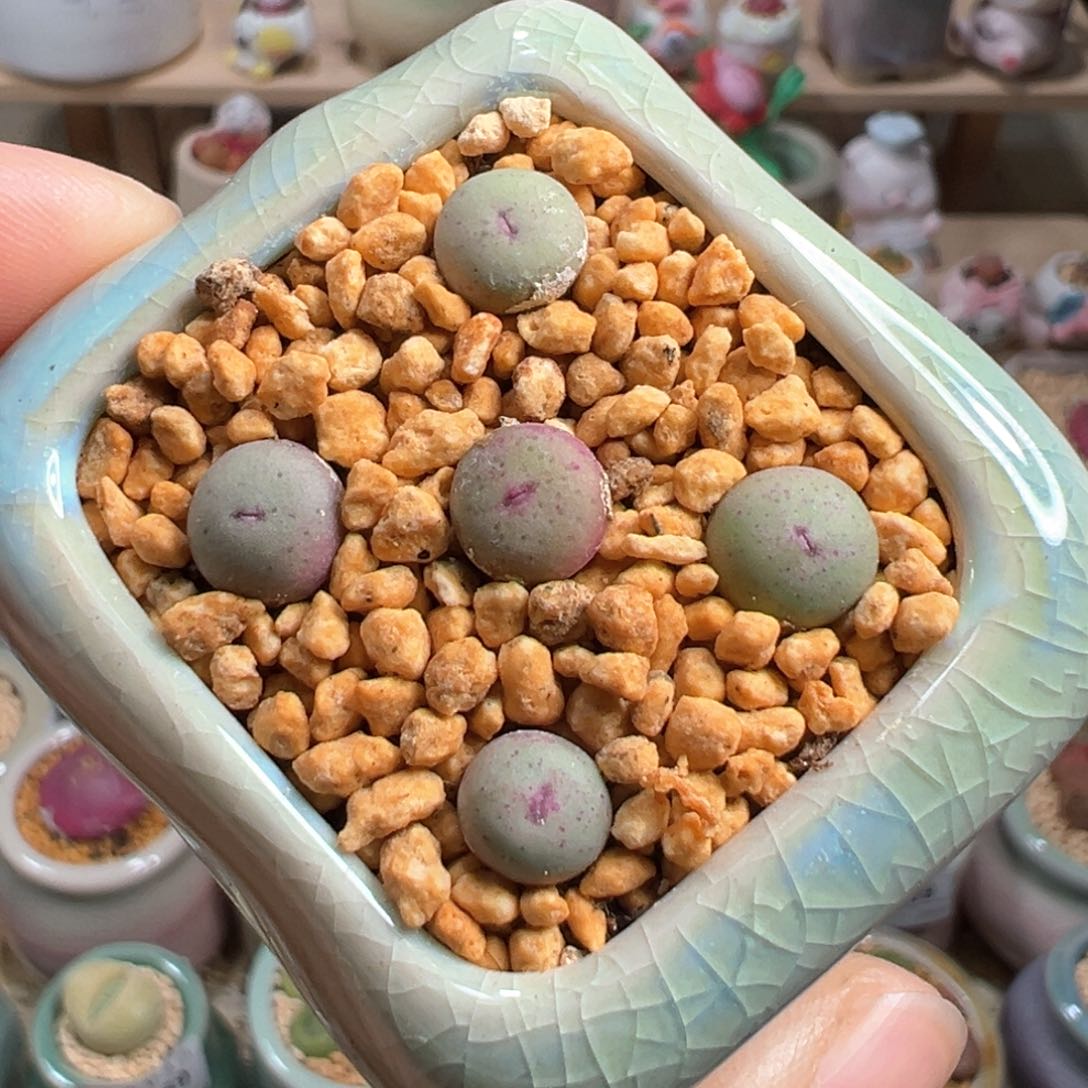 多肉植物172号小红嘴