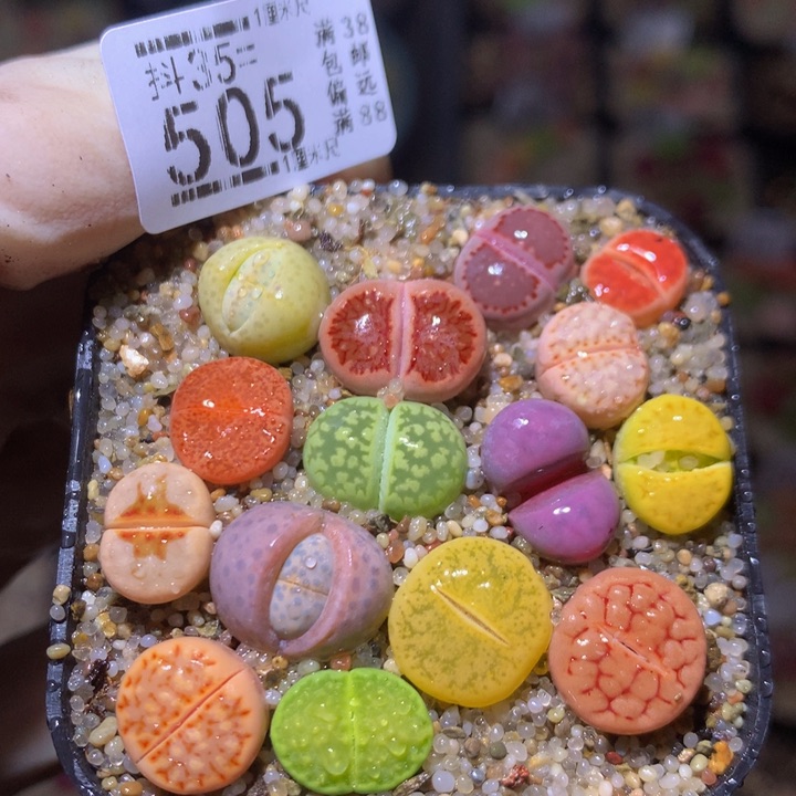 精品生石花35.505