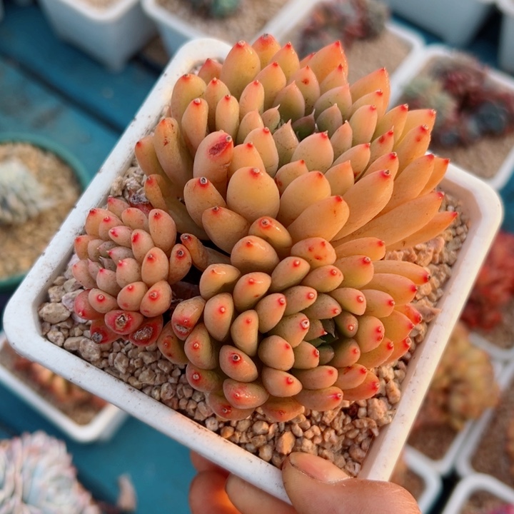 精品多肉植物老桩