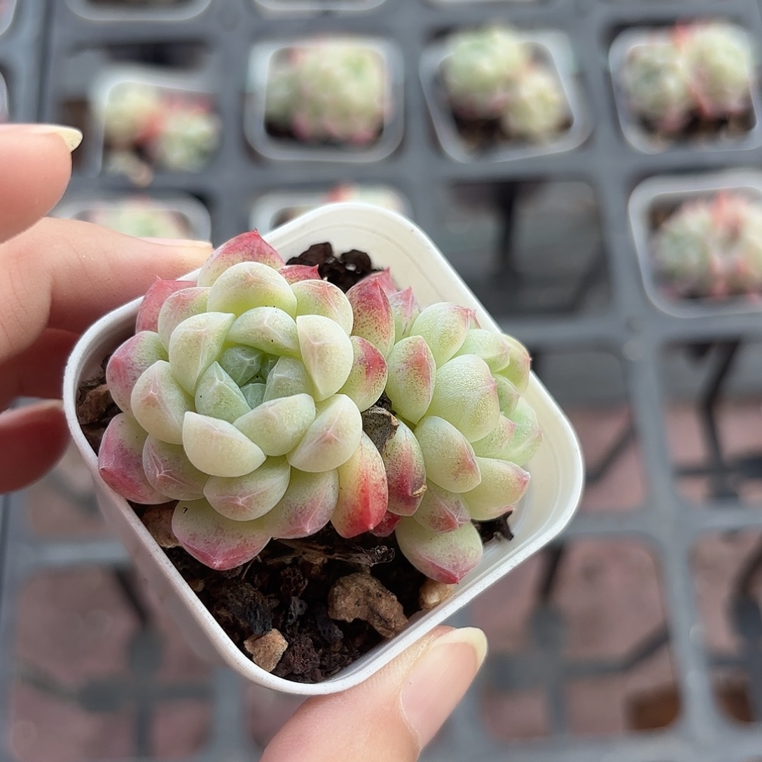 精品蜡像多肉植物