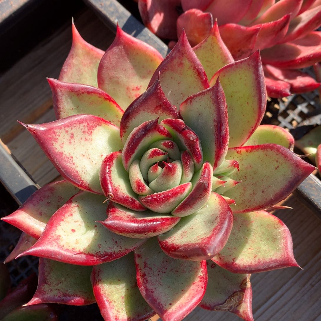 30包邮，断枝不包售后