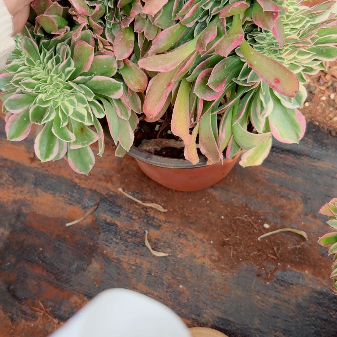 嗯837 号多肉法师特价