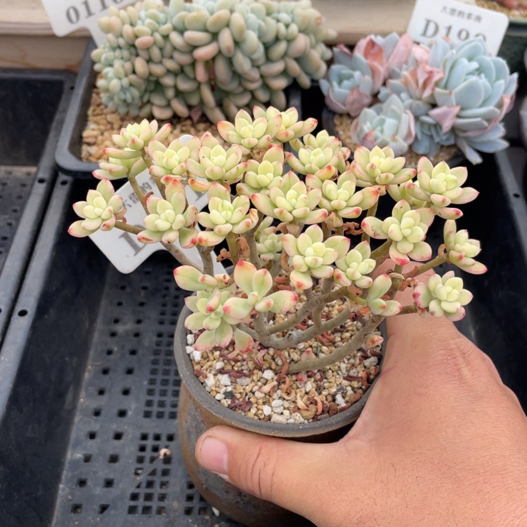 191红旗儿不带盆14厘米