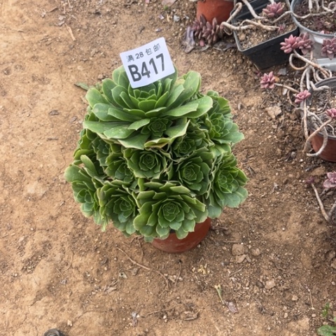 417绿羊绒不包断枝