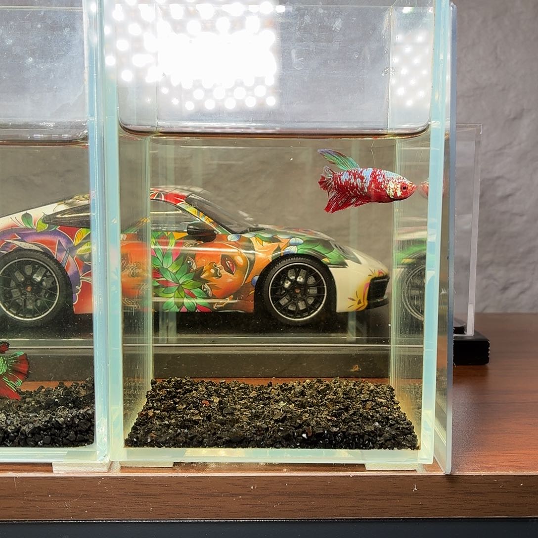 斗鱼彩金半月母鱼