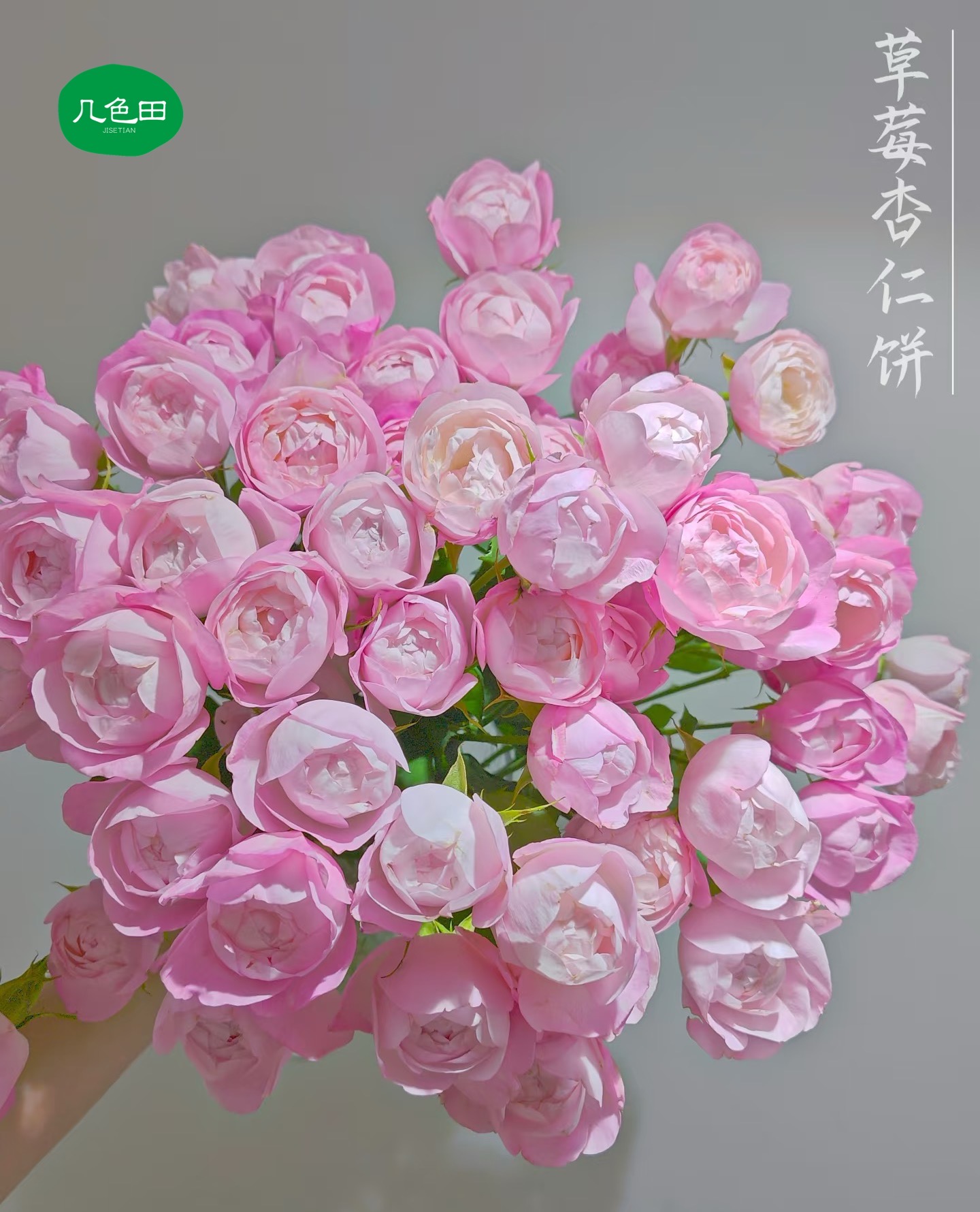 草莓杏仁饼----稀有多头玫瑰云南直发鲜花云南花插花鲜花
