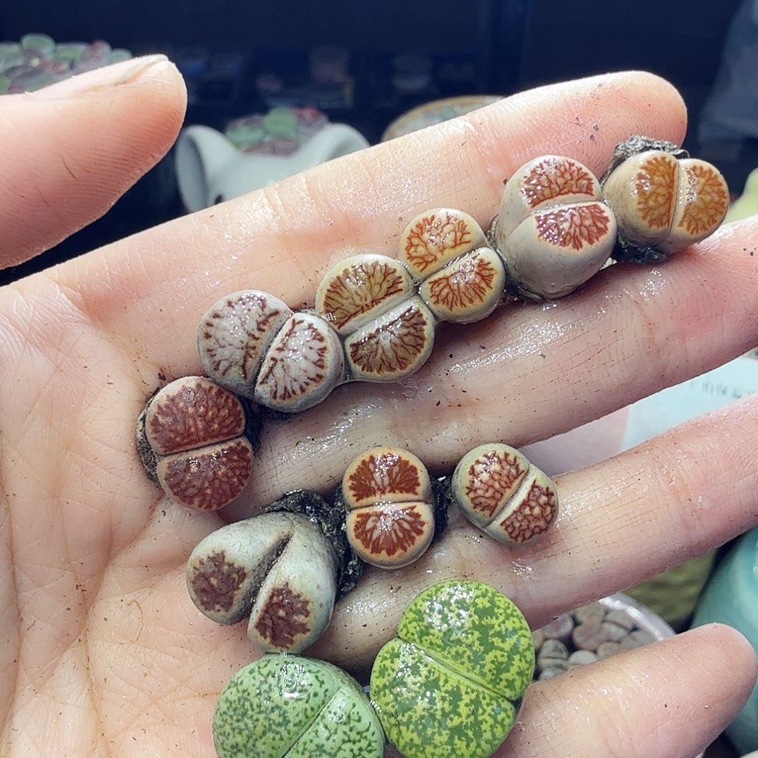 多肉植物福利冲855
