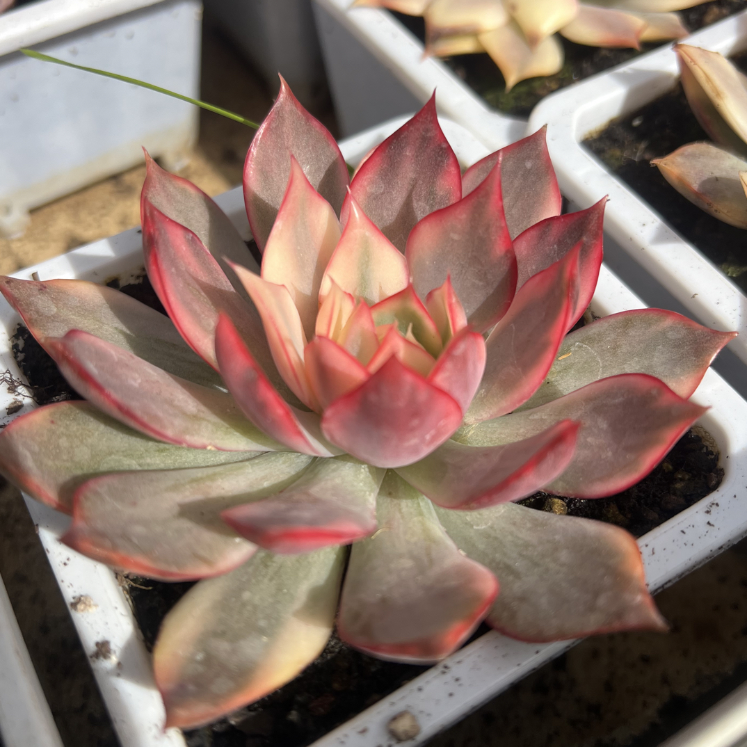 宝莲灯锦多肉植物盆栽室内好养颜值高花卉绿植