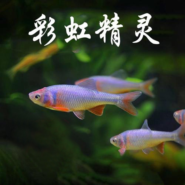 彩虹精灵鱼小型淡水观赏鱼活体群游耐活混养广温