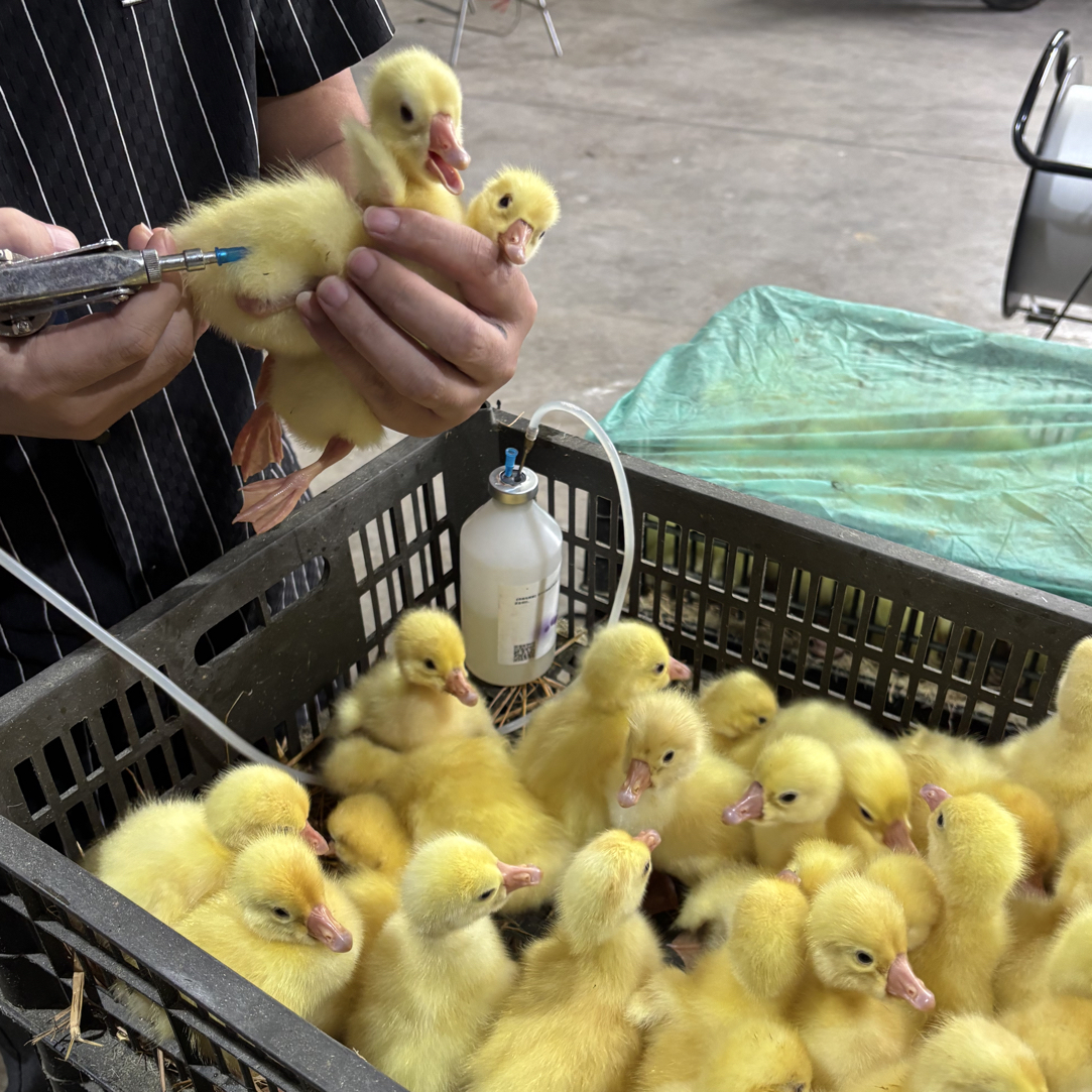 宠物鸭大品种杂交浦三白 鹅 