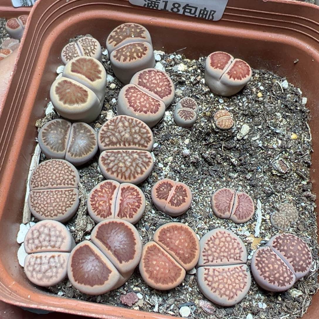 【闪购商品】 409。     