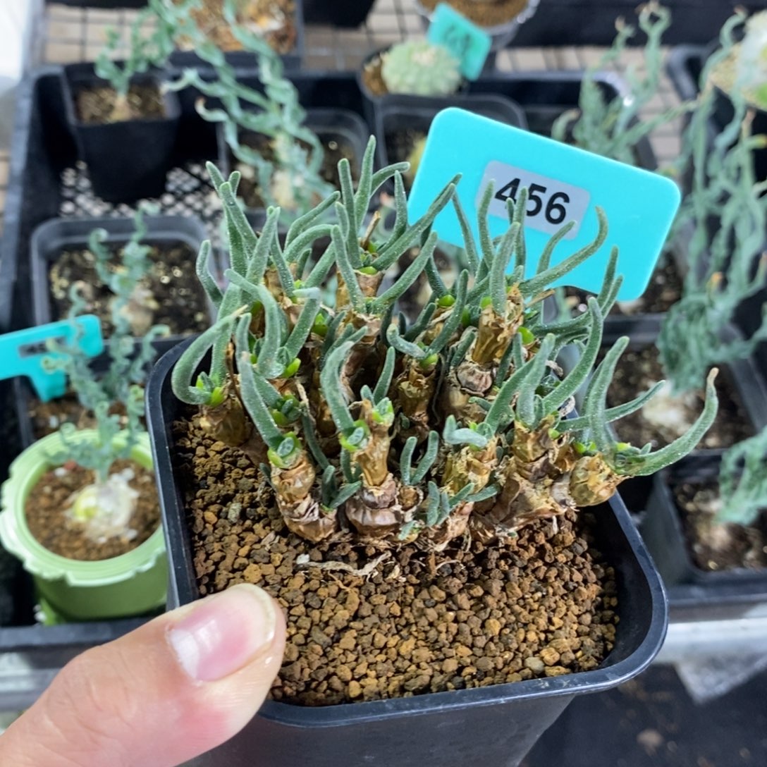 碧光环小兔子一个