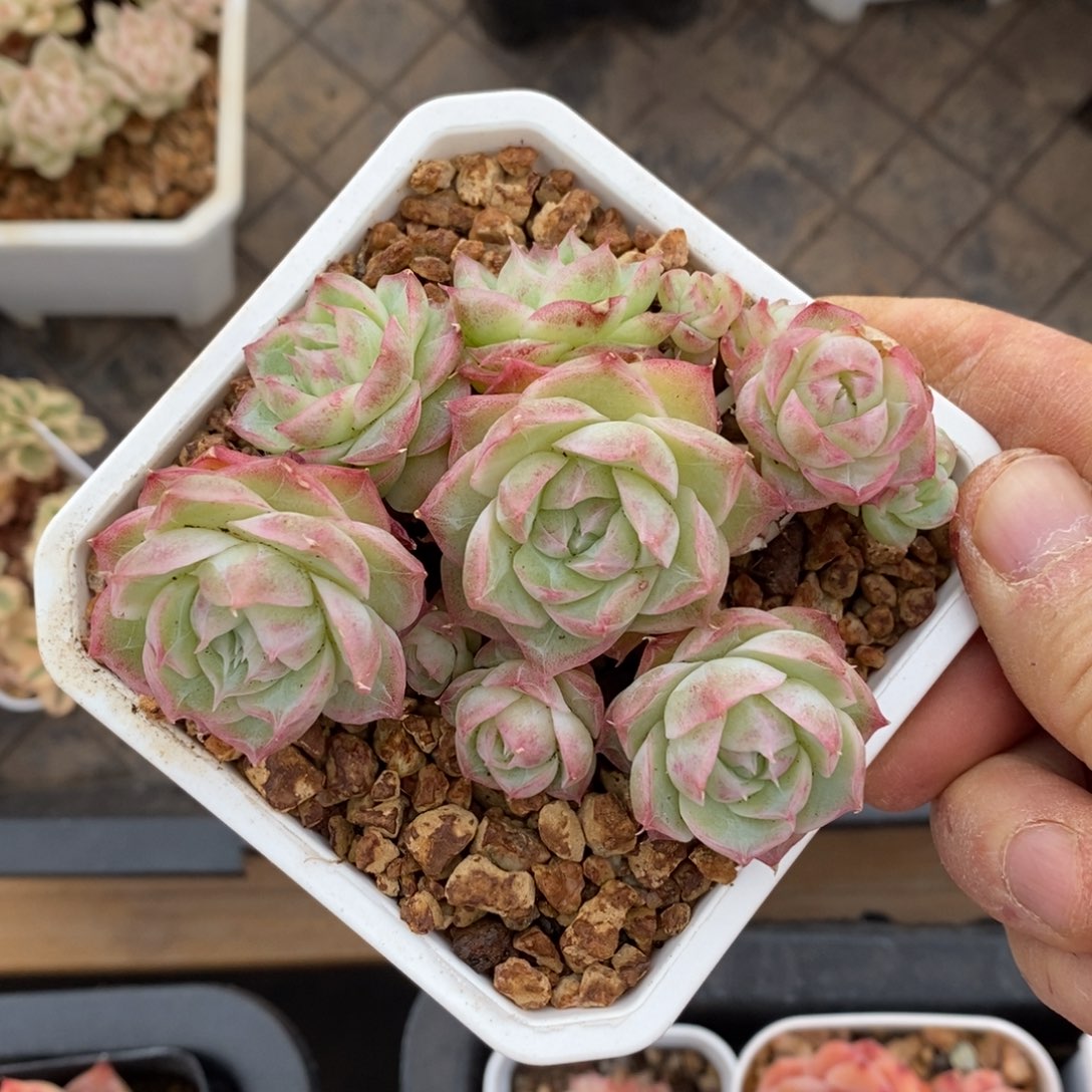 精品多肉一物一拍不包整67