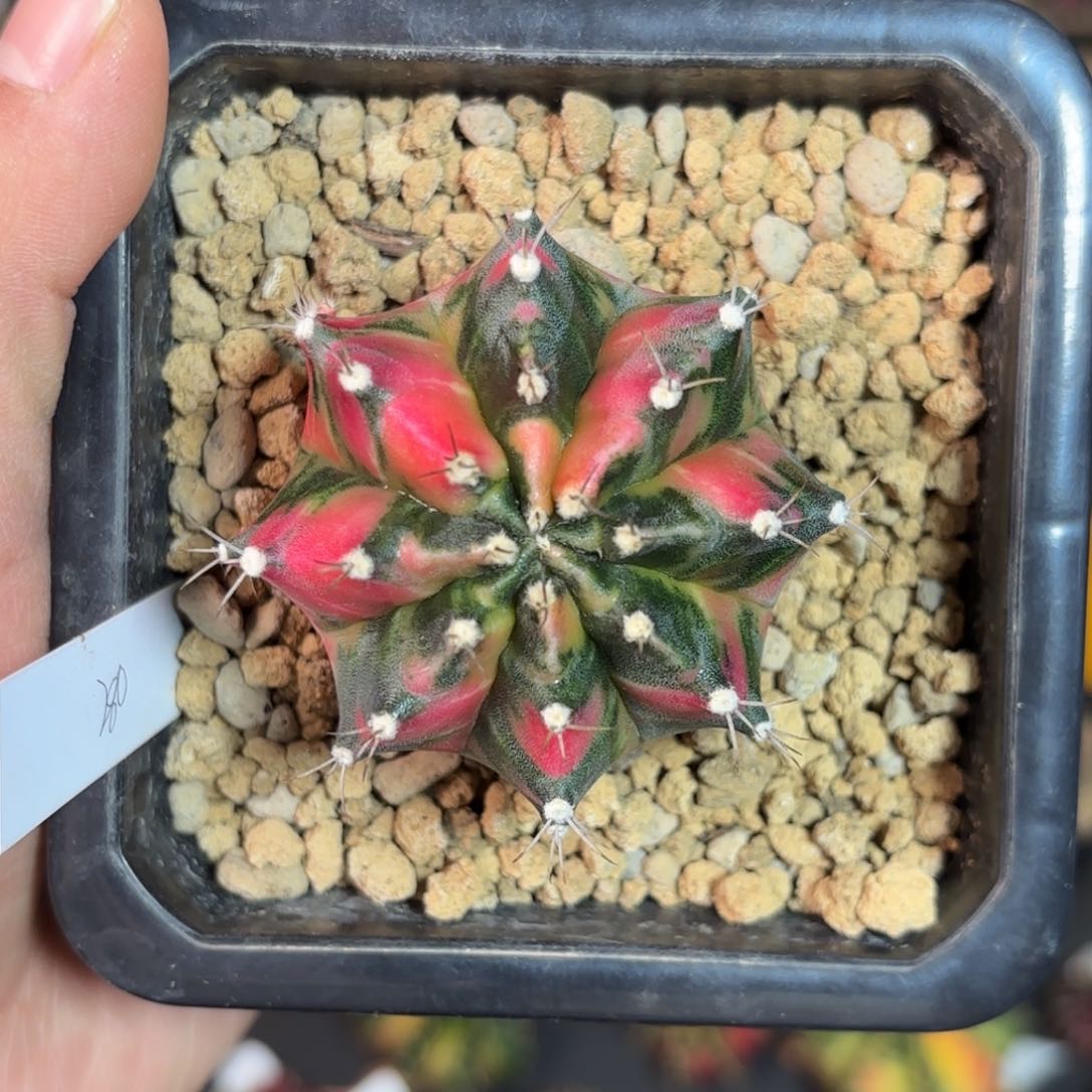 泰系米哈仙人球280