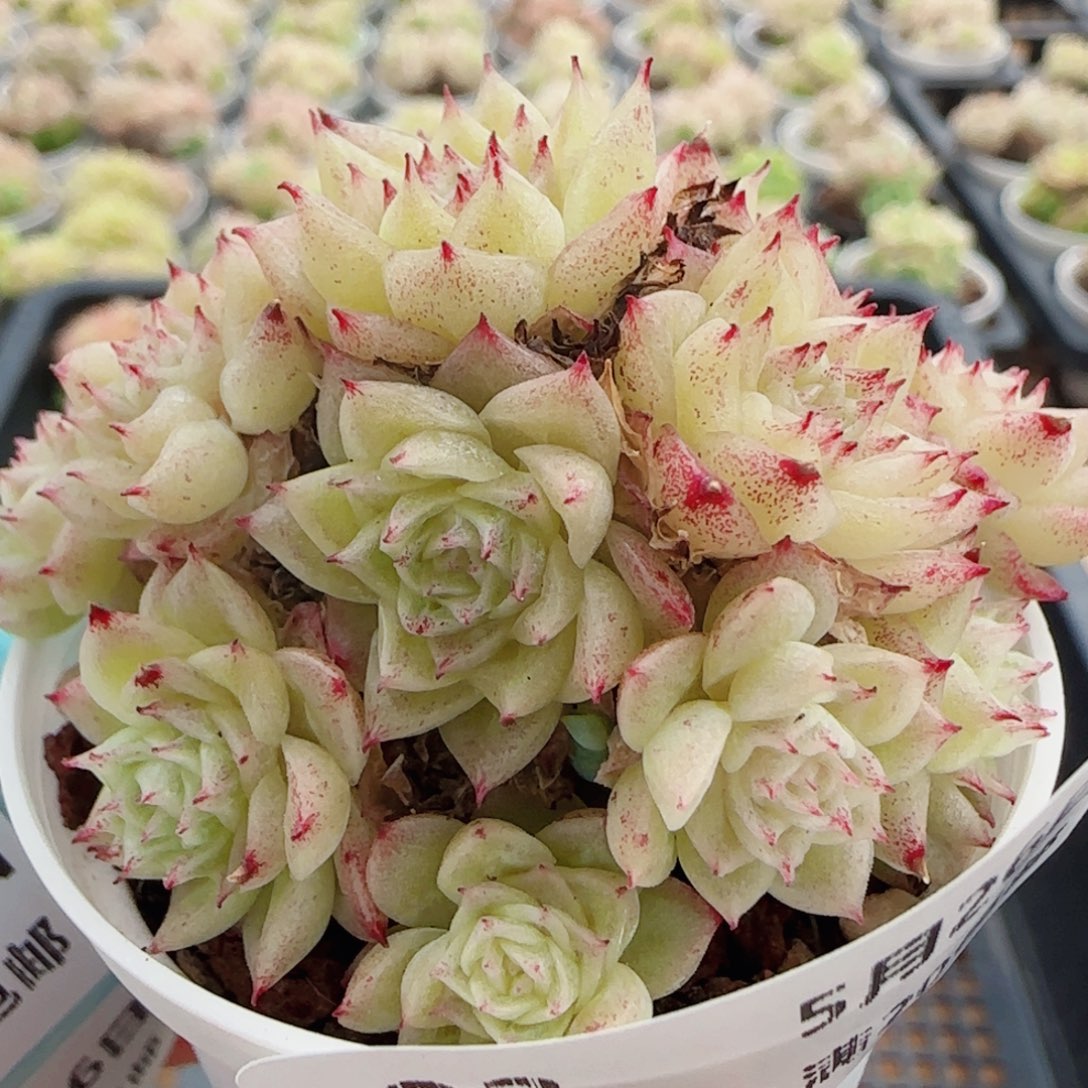 花语逸镜0526-02开播福利散