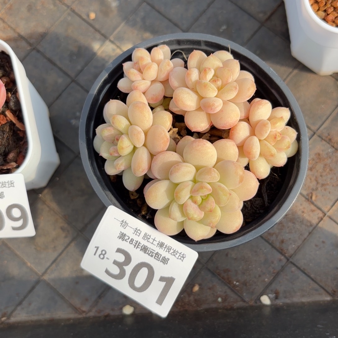 阳光玫瑰整群多肉多肉