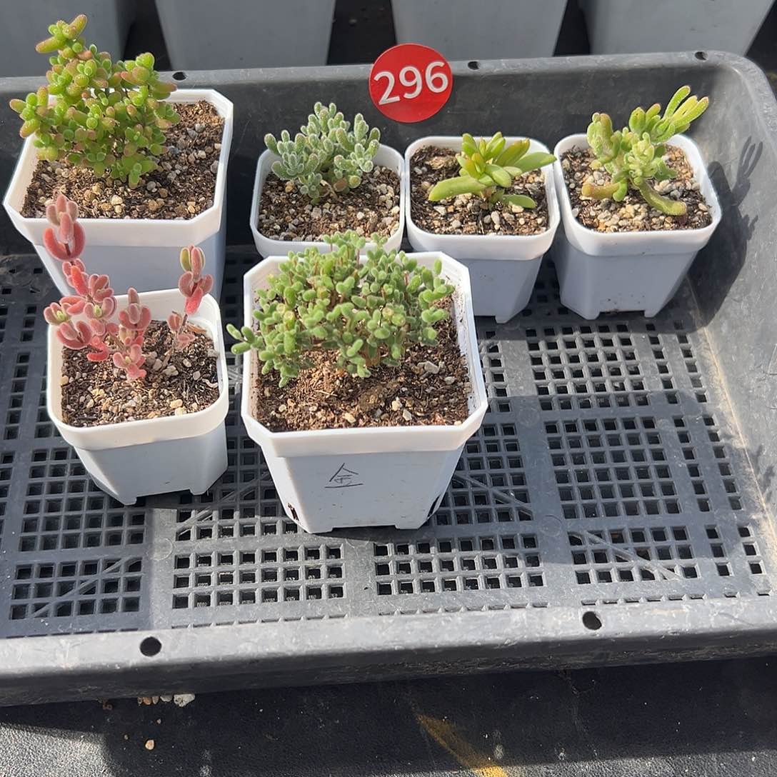 296号套餐组合4.17多肉