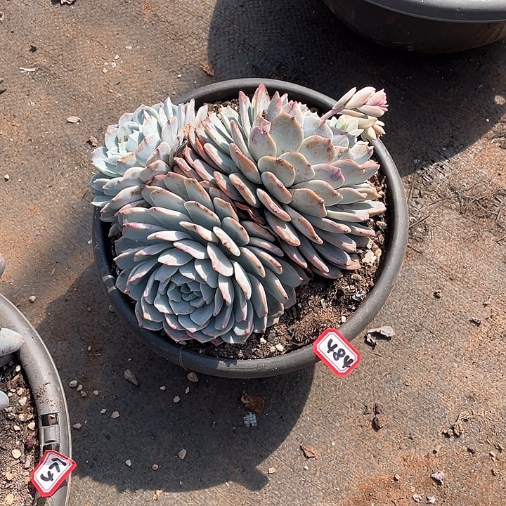 484海棠花 一物一拍多肉