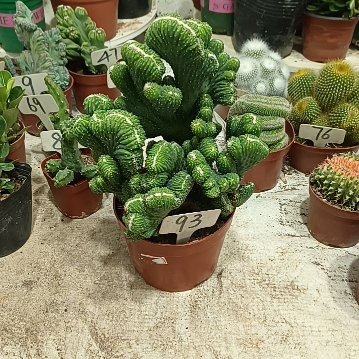 五指山       25元