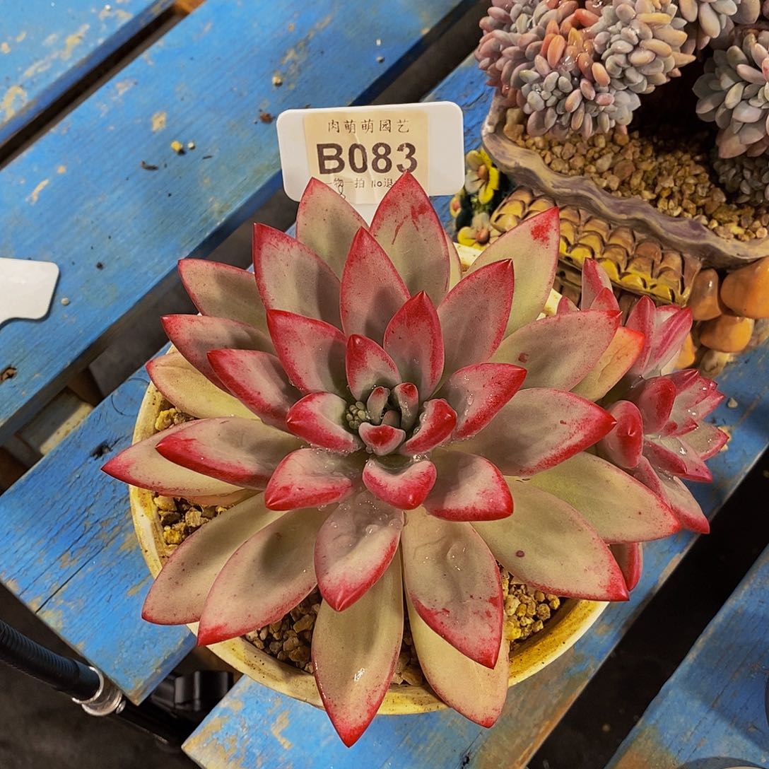 小***，B083赫本露丝多肉发货