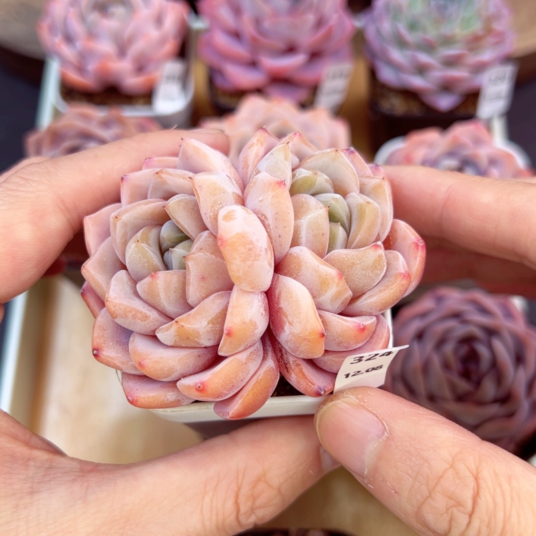 好好看324、哈哈哈哈