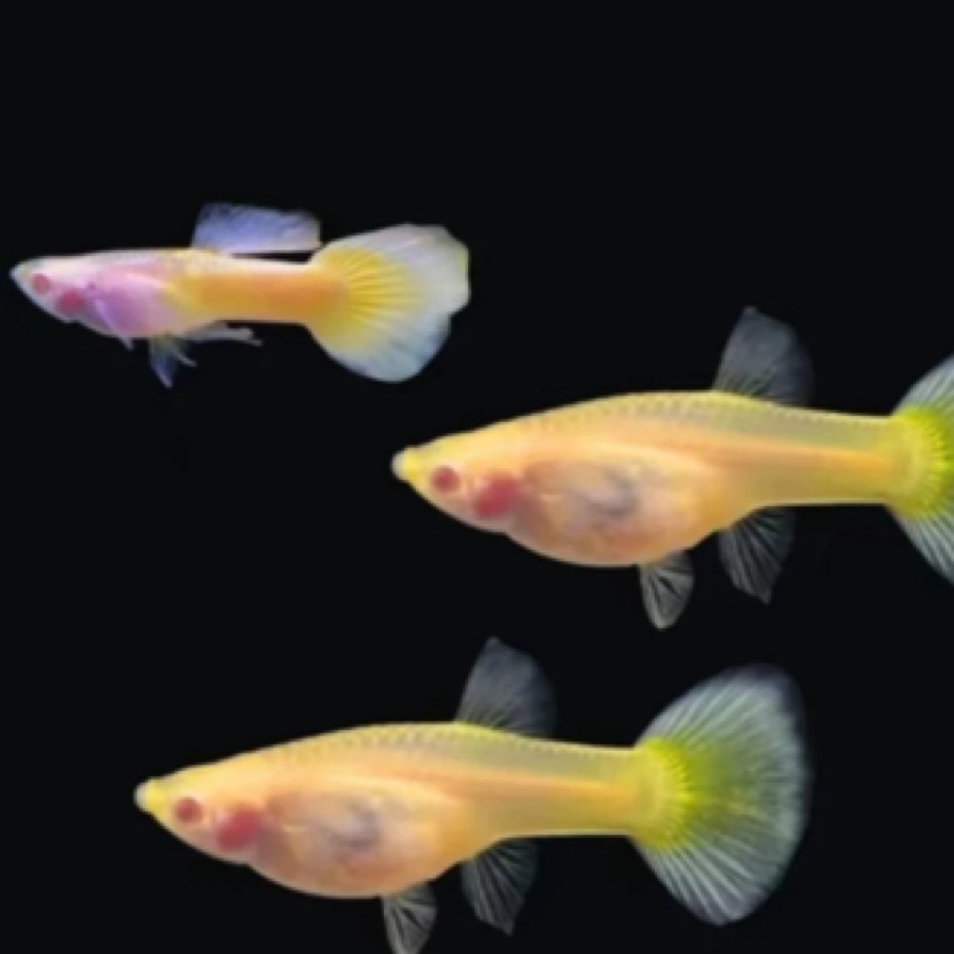 黄金玻璃体孔雀鱼2.5-3cm（入缸不包损）