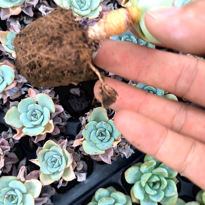 黄桃老苗满5元包邮，