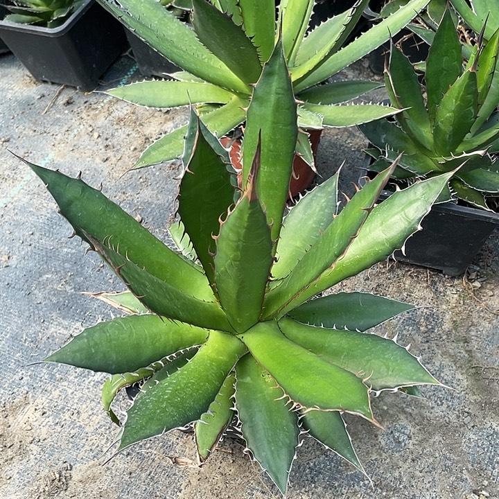 无花朵霍利达25678