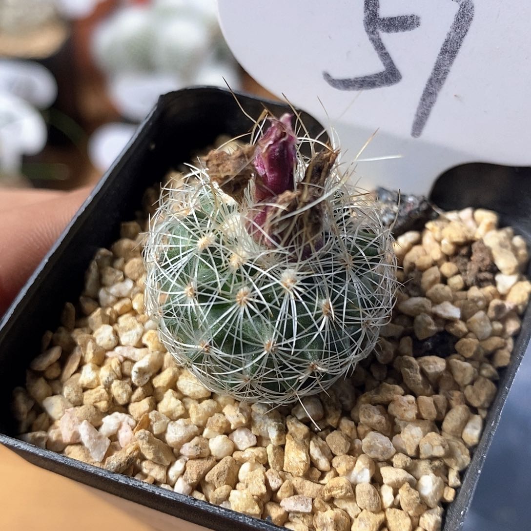 实生白虎娇丽57号链接