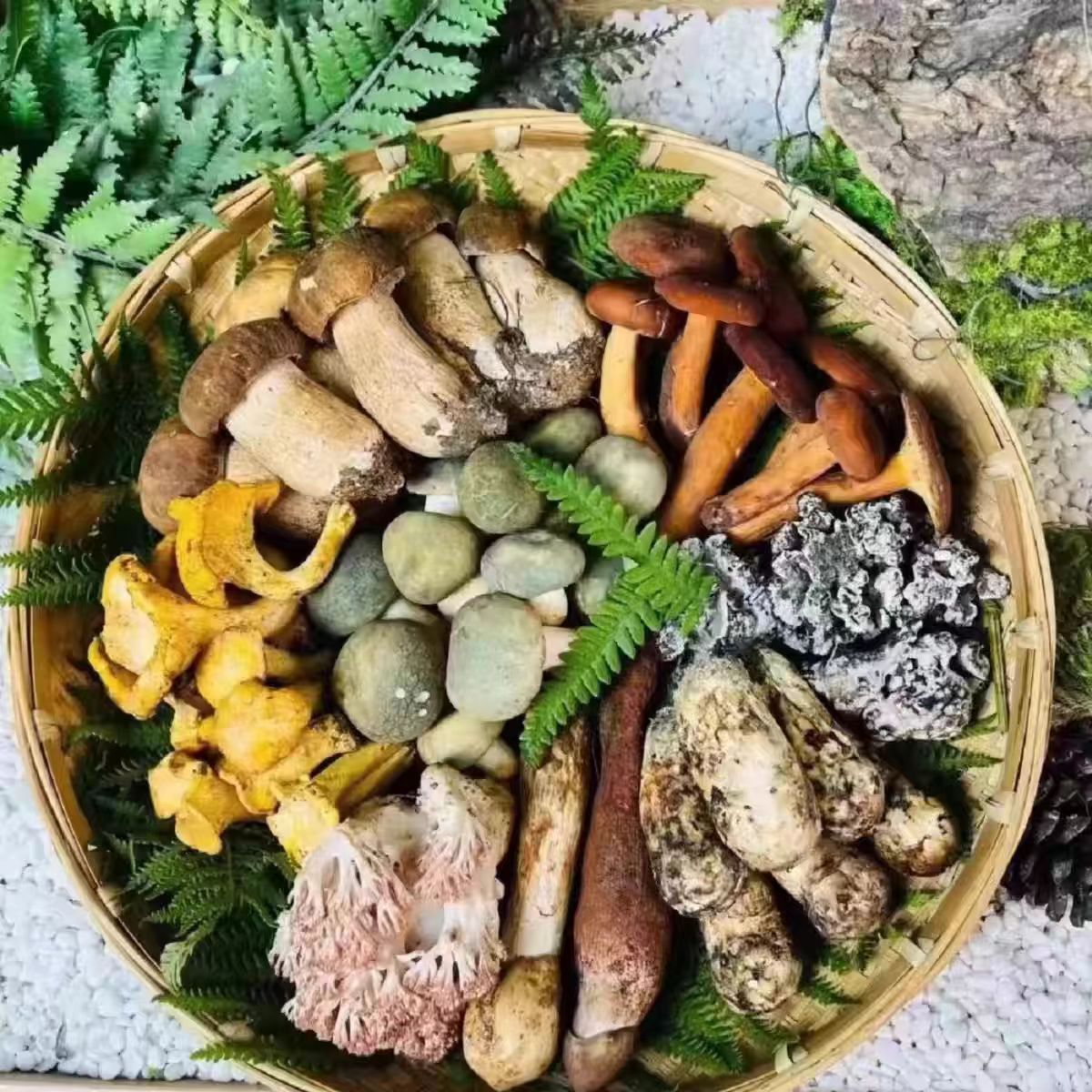 云南新鲜菌子组合套餐直播链接