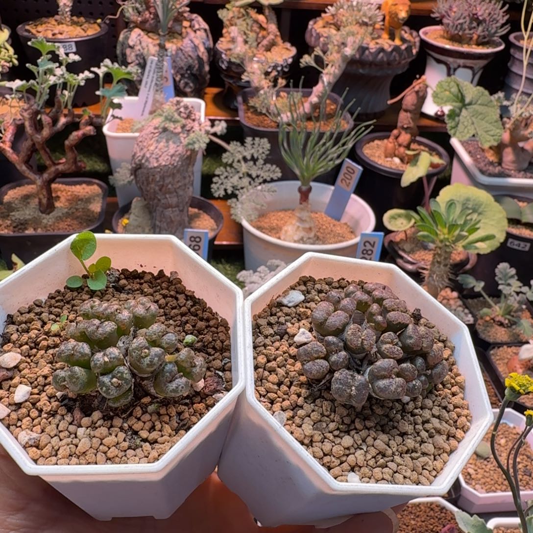 阿****勋章556 仙人掌仙人掌