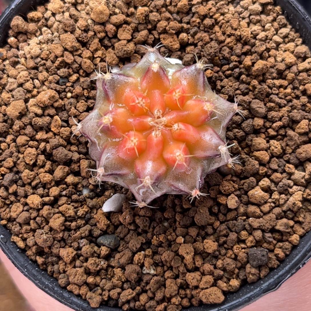 名品侧 米哈仙人球