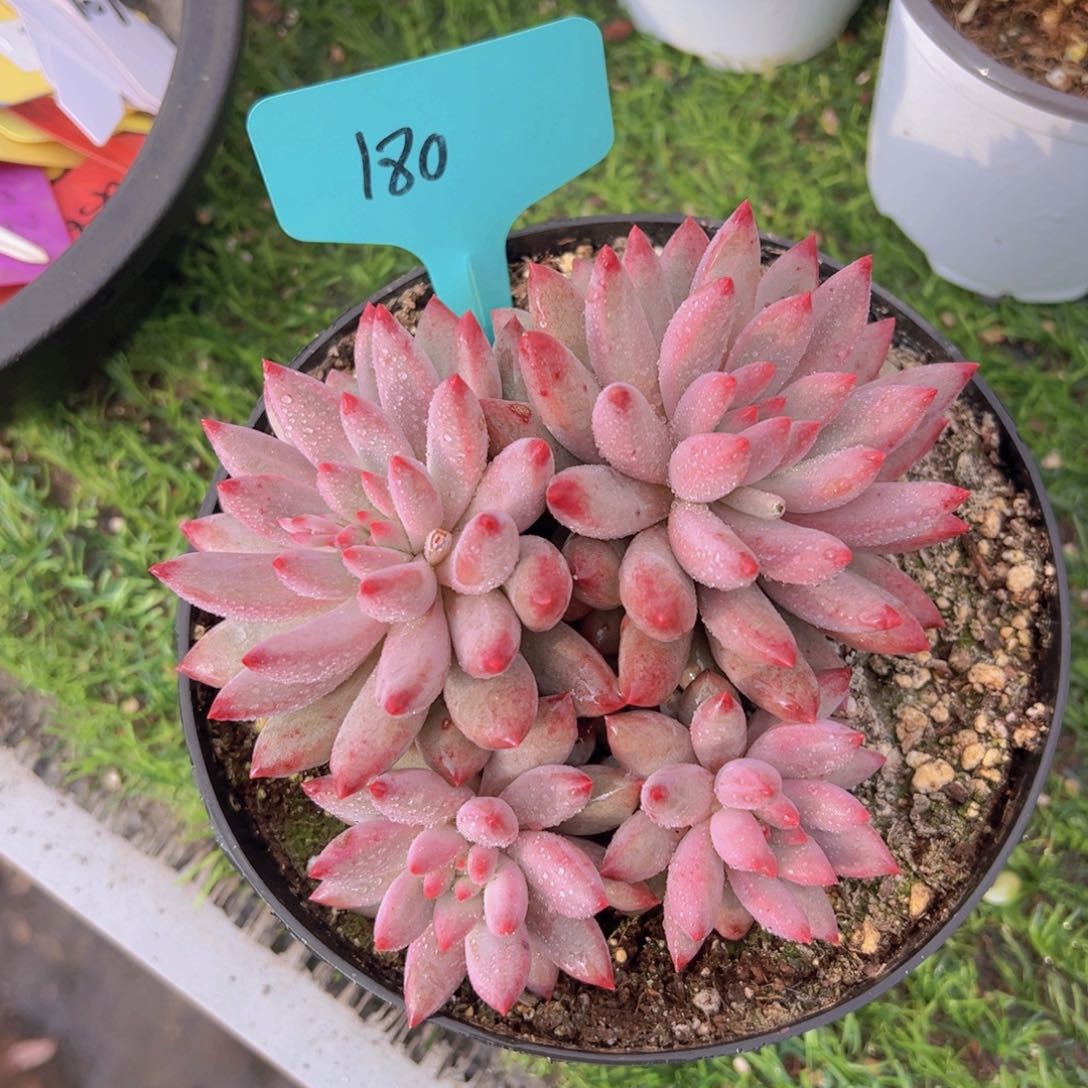 香玉的故事是一个人的故事