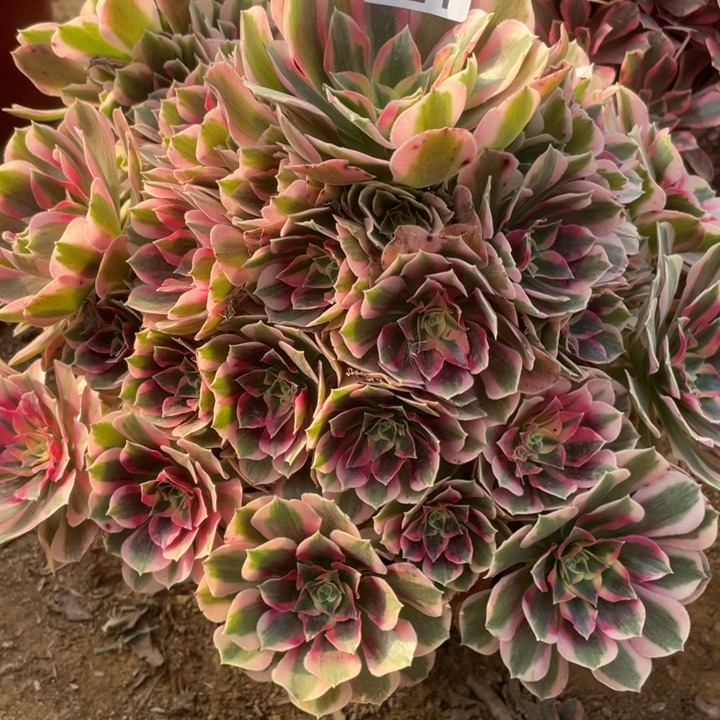 无花朵321粉女郎多肉植物