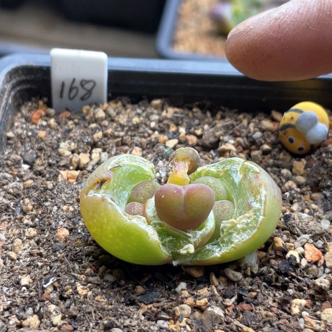 单头优选绿体厚皮一头  一爆三