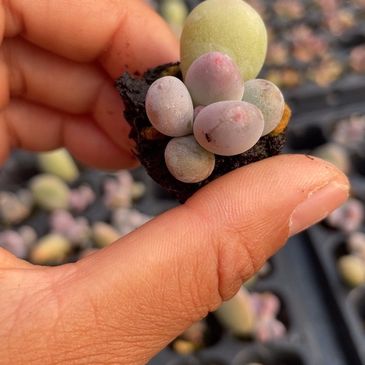 彩虹奶发5颗满18包邮