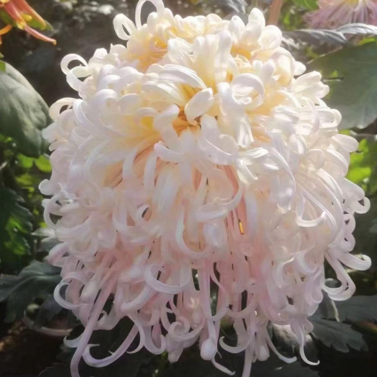 九月菊【蜀国夫人】大花富贵菊花，盆栽绿植室内好养活